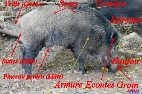 Quelques termes relatifs au Sanglier